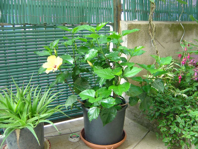 Hibiscus rosa-sinensis 081212050306273942865054