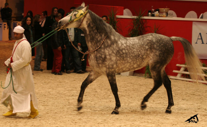 Salon du cheval à Paris - Page 8 081227092939504552919648