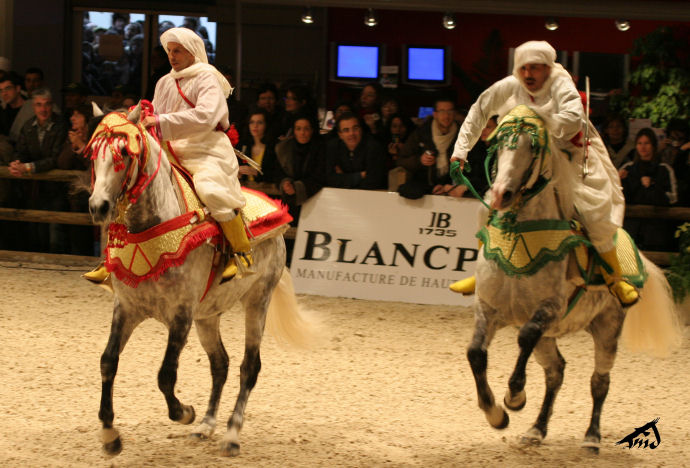 Salon du cheval à Paris - Page 8 081227093046504552919652