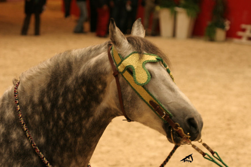 Salon du cheval à Paris - Page 8 081227093118504552919654