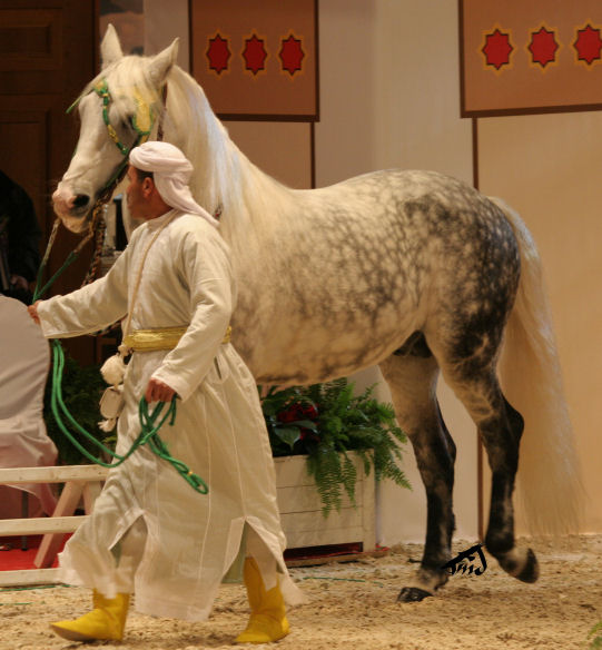 Salon du cheval à Paris - Page 8 081229103936504552926865