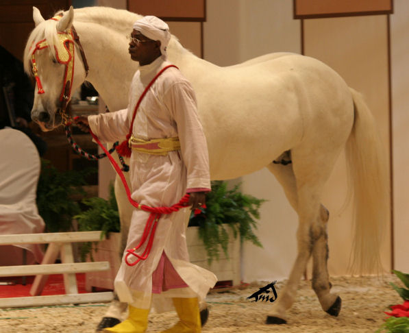 Salon du cheval à Paris - Page 8 081229104038504552926871