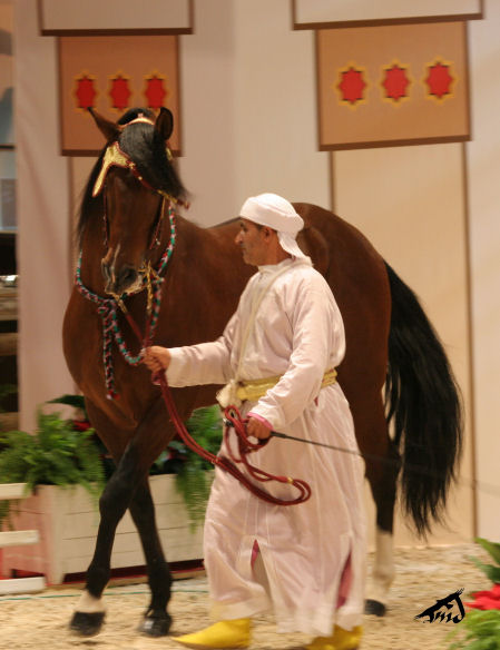 Salon du cheval à Paris - Page 8 081229104111504552926872