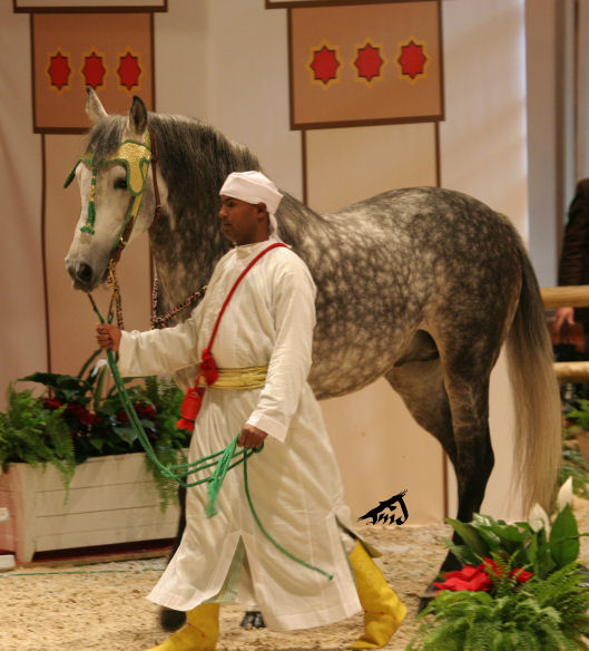 Salon du cheval à Paris - Page 8 081229104143504552926873