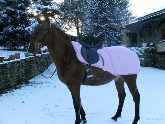 A cheval dans la neige! 090102113839347922944367