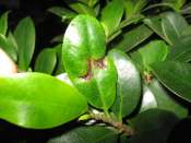 ficus ginseng - Premier bonsai "ficus ginseng" Mini_090103041620512272946405
