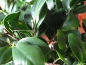 ficus ginseng - Premier bonsai "ficus ginseng" Mini_090103041621512272946407