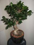 Premier bonsai "ficus ginseng" Mini_090103041624512272946414