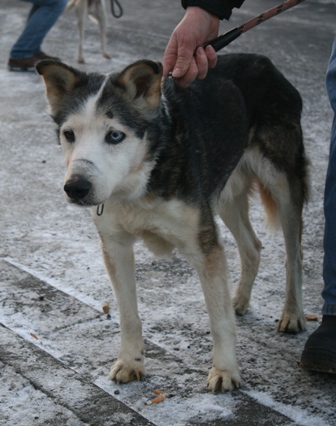 TINOUK mâle type Husky sibérian âgé de plus de 8 ans (bénéficie du budget "chiens âgés") 09011111474936972984768