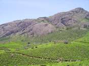 Des cultures de thé dans le paysage Mini_090115081951500263001569