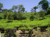 Des cultures de thé dans le paysage Mini_090115085408500263001796