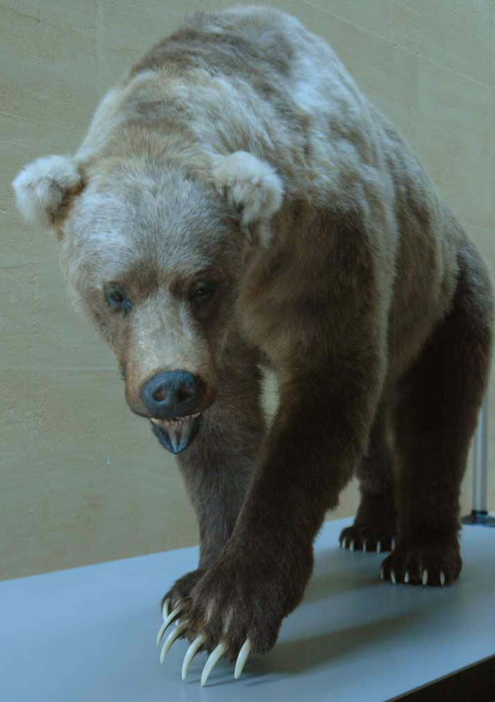 Musée de la Préhistoire - les Eyzies de tayac 090122045309111023037033