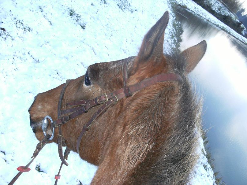 A cheval dans la neige! 090129081846347923072557