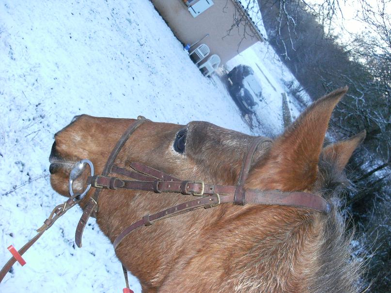 A cheval dans la neige! 090129081846347923072558