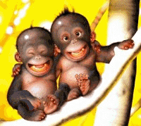 singes qui rient