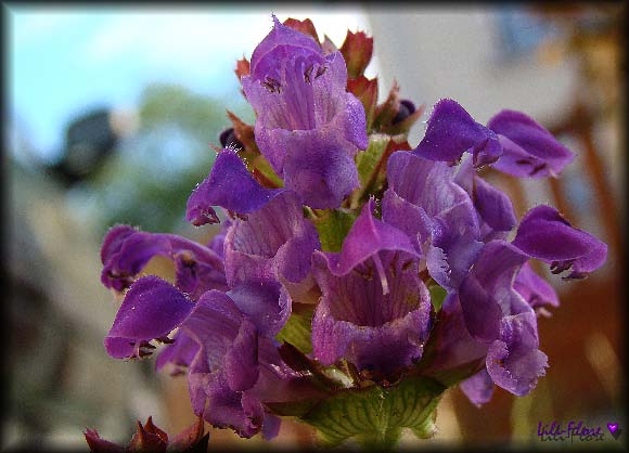 Image hébergée par Casimages.com : votre hébergeur d images simple et gratuit
