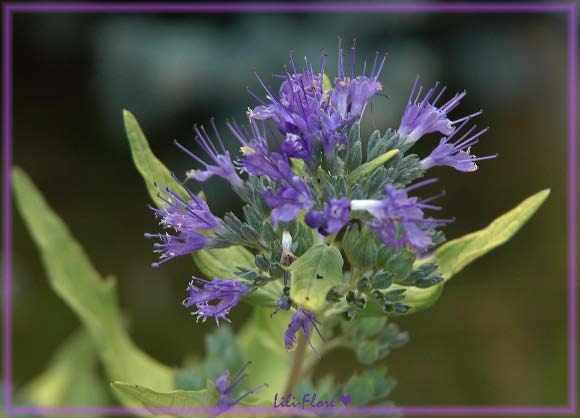 Image hébergée par Casimages.com : votre hébergeur d images simple et gratuit