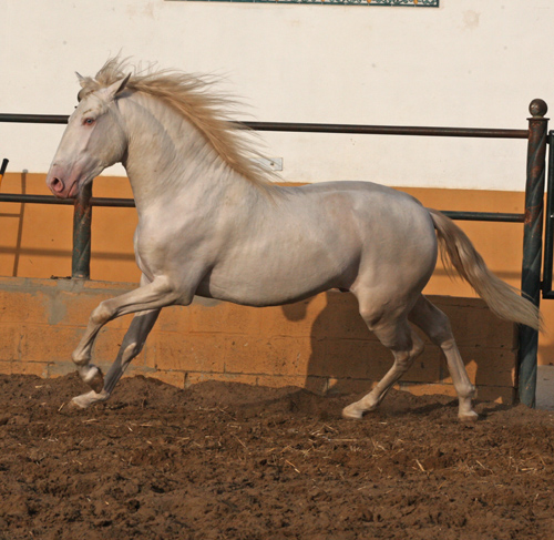 De quelle couleur est votre cheval? - Page 2 09030502174482483262626