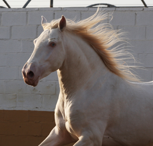 De quelle couleur est votre cheval? - Page 2 09030502363282483262799