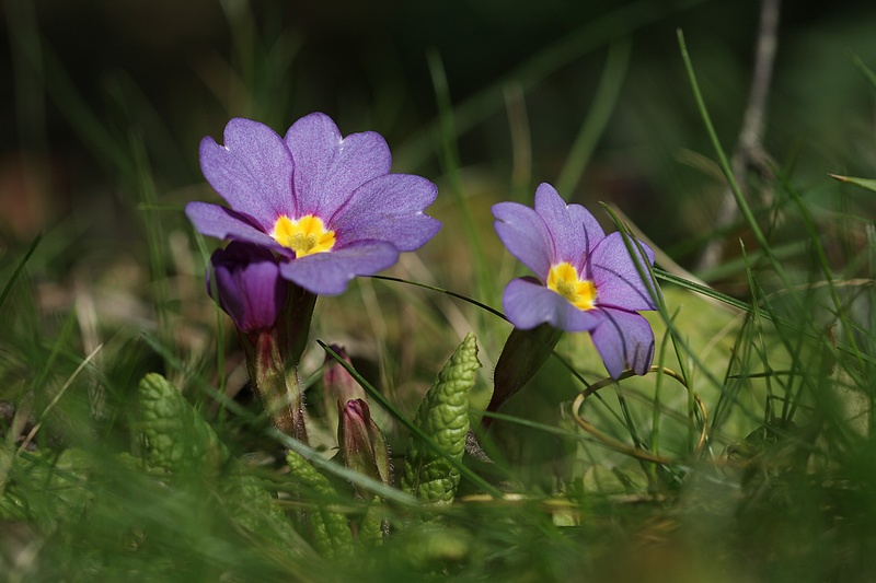Le printemps revient, les fleurettes aussi 090310064954281863293670