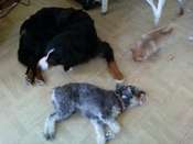 Les chiens de chez Roxy et Cie Mini_090319054403545383339644