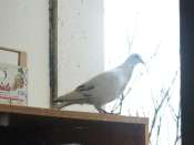 Pigeons et moineaux sur le balcon Mini_090331095137569623402346