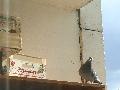 Pigeons et moineaux sur le balcon Mini_090401031202569623409276