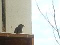 Pigeons et moineaux sur le balcon Mini_090401031235569623409278