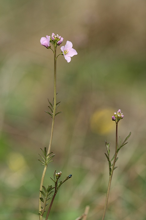 Cardamine des prés 090409010756281863451725