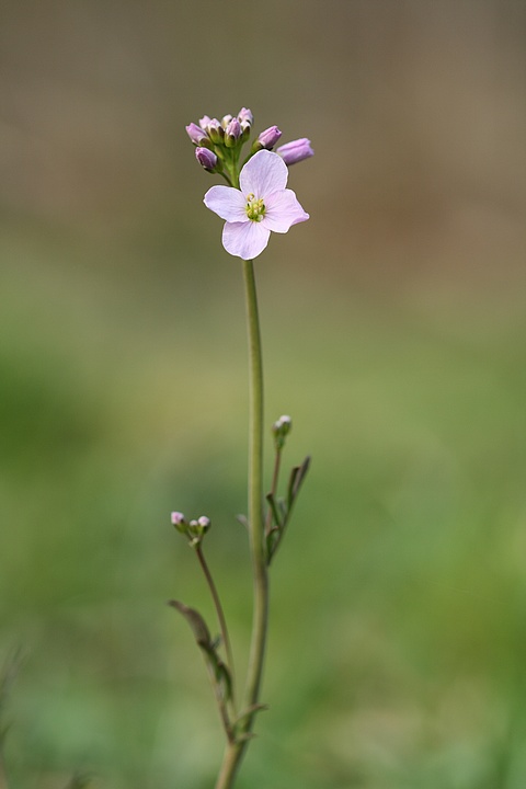 Cardamine des prés 090409010756281863451726
