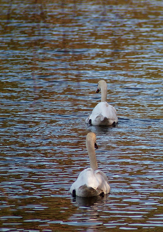 Le lac des cygnes 090409115056308703455404