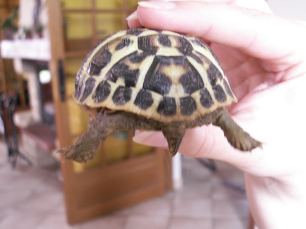 identification tortue 090413053321635973473367