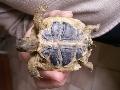 identification tortue Mini_090413060601635973473635