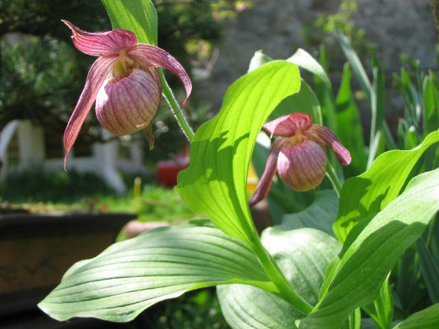 Cypripedium 2009 090424040741653983537410