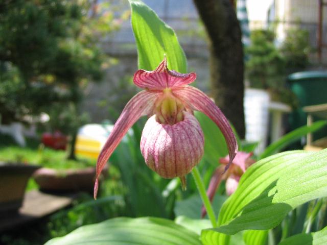 Cypripedium 2009 090424040741653983537411