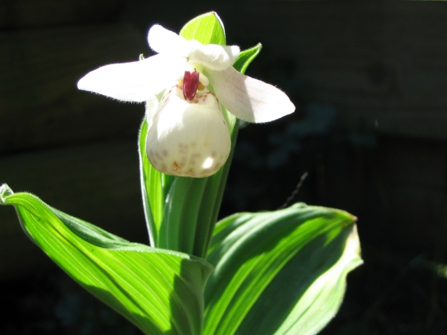 Cypripedium 2009 090424042505653983537626