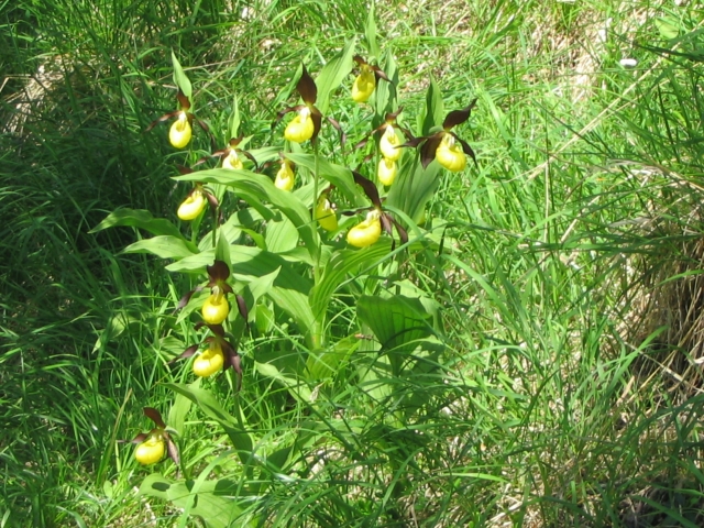 Cypripedium 2009 090424064151653983538322