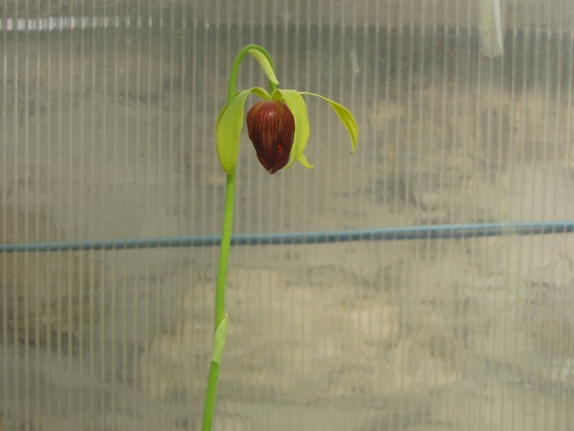 Cypripedium 2009 090425100137653983540549