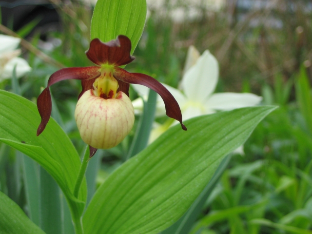 Cypripedium 2009 090426122245653983546395