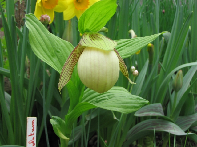 Cypripedium 2009 090426122253653983546396