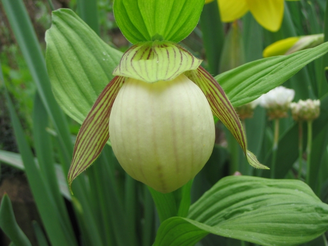 Cypripedium 2009 090426122302653983546398