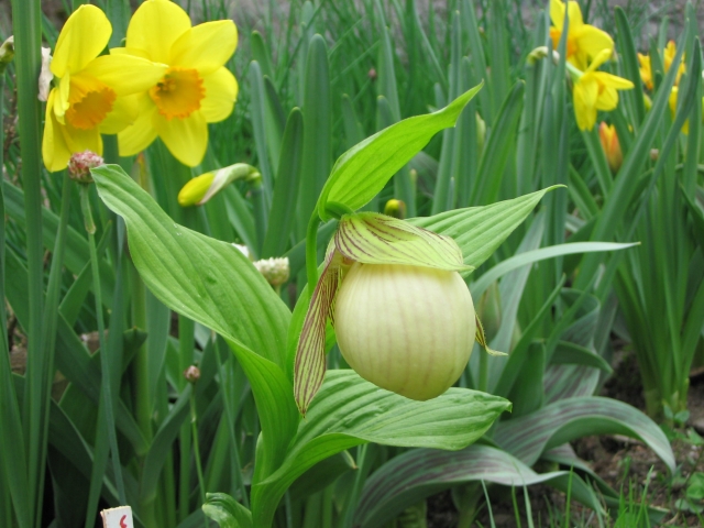 Cypripedium 2009 090426122311653983546399