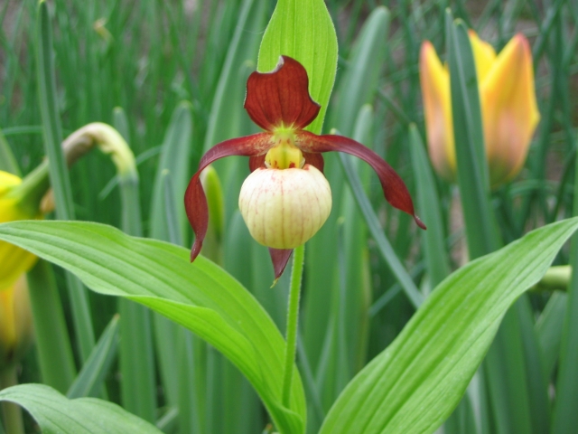 Cypripedium 2009 090426122339653983546406