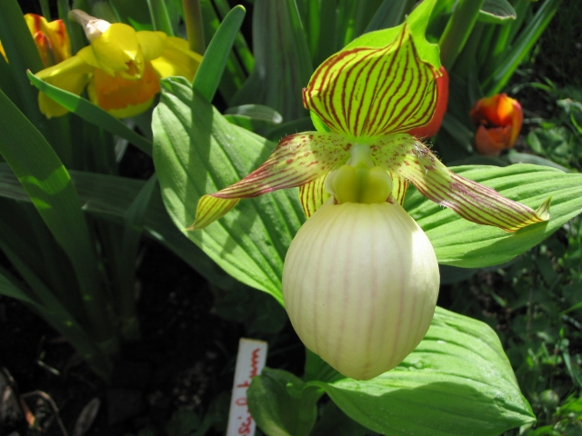 Cypripedium 2009 090428054546653983561595