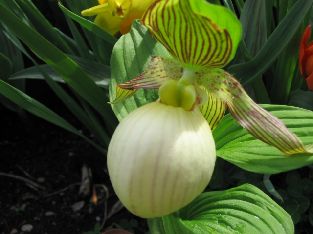 Cypripedium 2009 090428054554653983561596