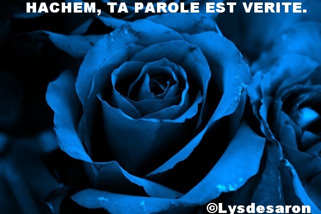 voir l'image en taille réelle