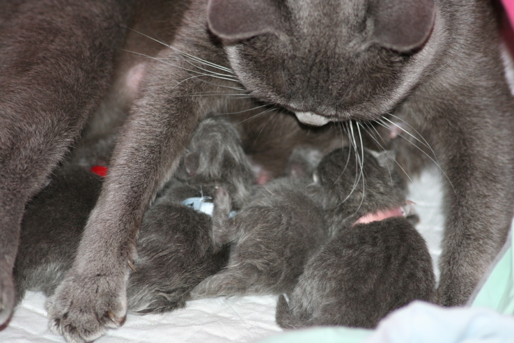 Caline et ses bebe01