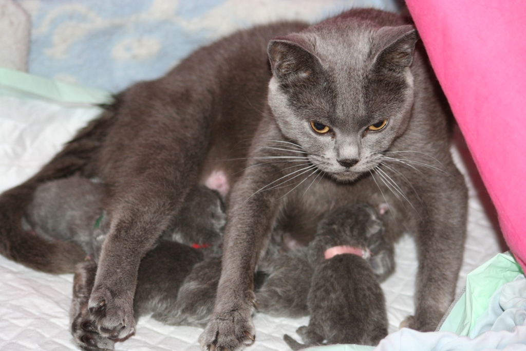 Caline et ses bebes