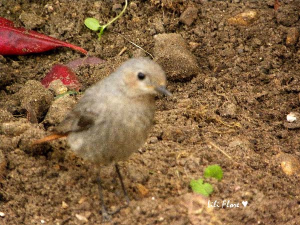 Image hébergée par Casimages.com : votre hébergeur d images simple et gratuit