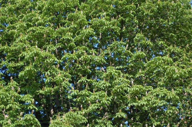 Fil Vert - Page 5 090507024431252633616029